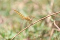 Yellow dragonfly on a dry stick Royalty Free Stock Photo