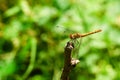 Yellow dragonfly on a dry twig Royalty Free Stock Photo