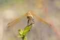 Yellow dragonfly