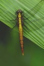 Yellow dragonfly on green in Taiwan, insect, Asia, nature, vertical