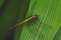 Yellow dragonfly on green in Taiwan, insect, nature 