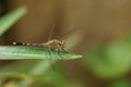 Yellow dragonfly holds on green leaf Royalty Free Stock Photo