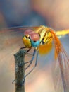 Yellow dragonfly image in detail macro Royalty Free Stock Photo