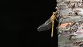 Yellow dragonfly laid on the tree trunk, in the foreground Royalty Free Stock Photo