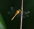 Yellow dragonfly lands on blade of grass Royalty Free Stock Photo