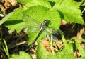 Yellow dragonfly on leaf, Lithuania