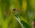 Yellow Dragonfly on Leaf Royalty Free Stock Photo