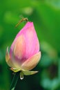 Yellow dragonfly and lotus bud