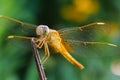 A yellow dragonfly with a lovely smile