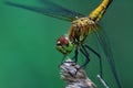 Yellow dragonfly Royalty Free Stock Photo