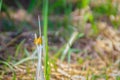 Yellow dragonfly is perched on the green grass leaf in the sunny Royalty Free Stock Photo