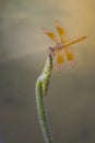 A yellow dragonfly perched on top of a plant