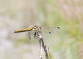 Yellow dragonfly on a plant straw Royalty Free Stock Photo