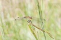 Yellow dragonfly on a plant straw Royalty Free Stock Photo