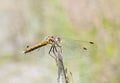 Yellow dragonfly on a plant straw Royalty Free Stock Photo