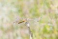 Yellow dragonfly on a plant straw Royalty Free Stock Photo
