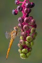 Yellow dragonfly on pokeweed