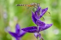 Yellow Dragonfly on Purple Flowers