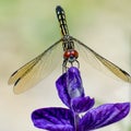 Yellow Dragonfly on Purple Flowers