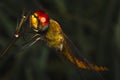 A yellow dragonfly resting on the plant branches in a close-up picture Royalty Free Stock Photo