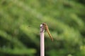 Yellow dragonfly resting on a stick Royalty Free Stock Photo