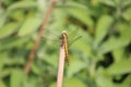 Yellow dragonfly resting on a stick Royalty Free Stock Photo