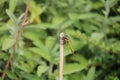 Yellow dragonfly resting on a stick Royalty Free Stock Photo