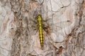 Yellow dragonfly