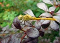 Yellow dragonfly sits on a branch of a bush