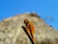 Yellow dragonfly sitting gently close view