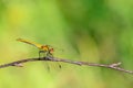 Yellow dragonfly sitting on a tree branch