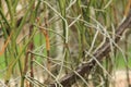 A yellow dragonfly is sitting on a twig in close-up. The dragonfly is hunting. Macro shots of a dragonfly. Royalty Free Stock Photo