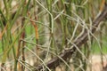 A yellow dragonfly is sitting on a twig in close-up. The dragonfly is hunting. Macro shots of a dragonfly. Royalty Free Stock Photo