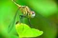 A yellow dragonfly is sitting on a twig in close-up