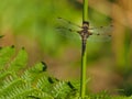 Yellow Dragonfly on a stick