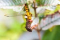 Yellow dragonfly with transparent wings Royalty Free Stock Photo