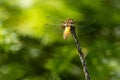 A yellow dragonfly with transparent wings Royalty Free Stock Photo