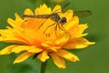 Yellow Dragonfly on Yellow Tickseed Flowers