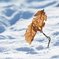 Yellow dried autumn leaves in the snow