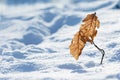 Yellow dried autumn leaves in the snow