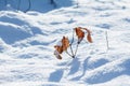 Yellow dried autumn leaves in the snow.