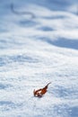 Yellow dried autumn leaves in the snow. Shallow depth of field. Late autumn and early winter concepts