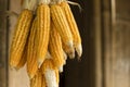 Yellow dried corn hung up for drying