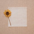 Yellow Dried Flower on Old Parchment Paper Note Card on Beige Linen Table Cloth. It`s blank for copy, text or your words or sent Royalty Free Stock Photo