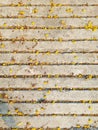 Yellow dried flowers on cement floor Royalty Free Stock Photo