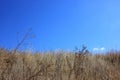 Yellow dried grass and bright blue sky. Natural background with copy space
