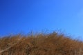 Yellow dried grass and bright blue sky. Natural background with copy space