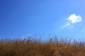 Yellow dried grass and bright blue sky with white clouds. Natural background