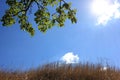 Yellow dried grass, bright blue sky with white clouds, sun and green tree branches. Natural background Royalty Free Stock Photo