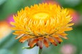 Yellow dried Helichrysum